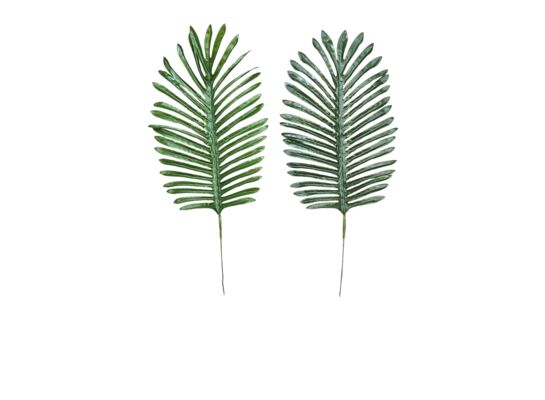 Palma liść 50 cm