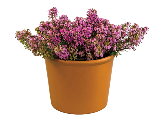 Wrzosiec krwisty Winter Ladies 15 cm doniczka 11 cm mix