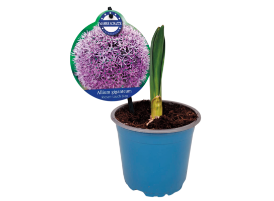 Allium 20 cm doniczka 12 cm