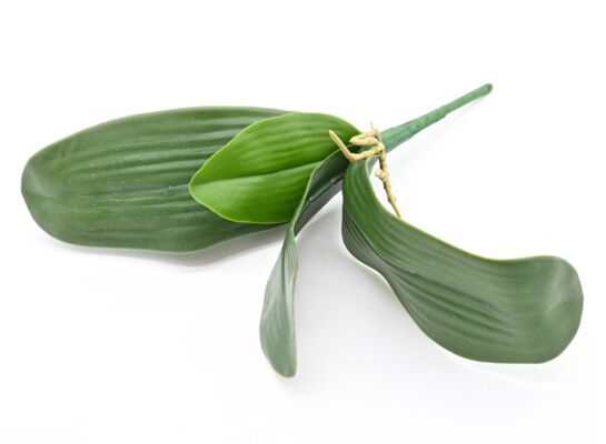 Liść storczyka 34 cm