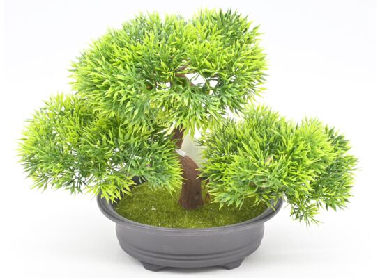 Bonsai w donicy 21 cm