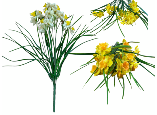 Bukiet żonkili 50 cm mix