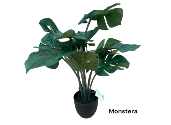 Monstera w doniczce 20 cm wysokość 60 cm