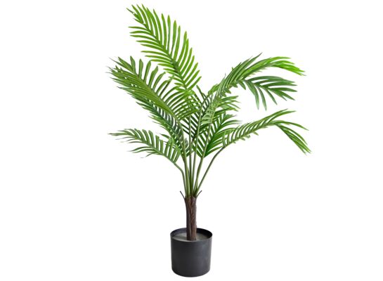 Palma w doniczce 60 cm wysokość 80 cm