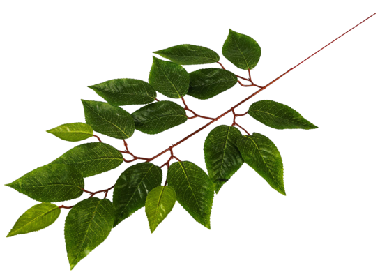 Gałązka liści fikusa 62 cm