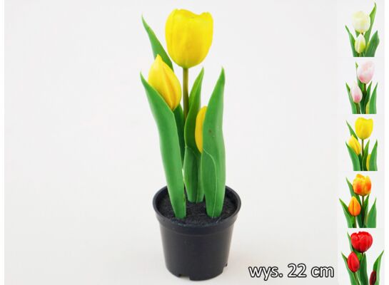 Tulipan w doniczce 22 cm mix