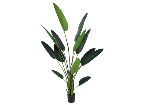 Rewenala w doniczce 61 cm wysokość 235 cm