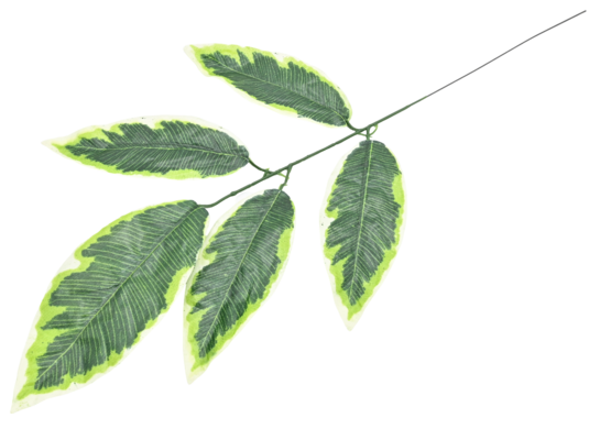 Gałązka liści krotonu 43 cm