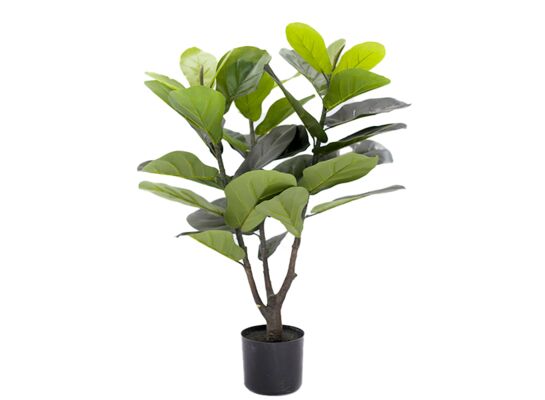 Fikus dębnolistnyw doniczce 90 cm