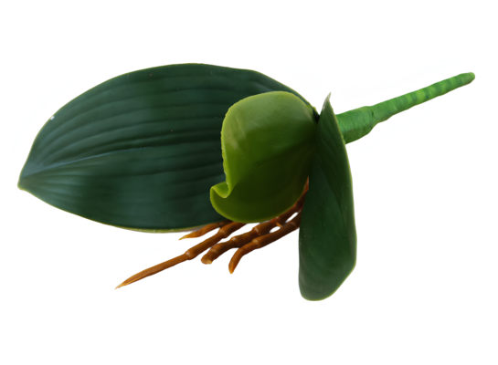 Liść storczyka 22 cm