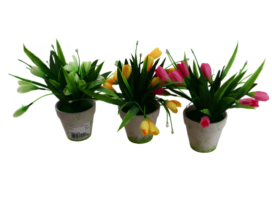 Tulipan w doniczce 9 x 24 cm mix