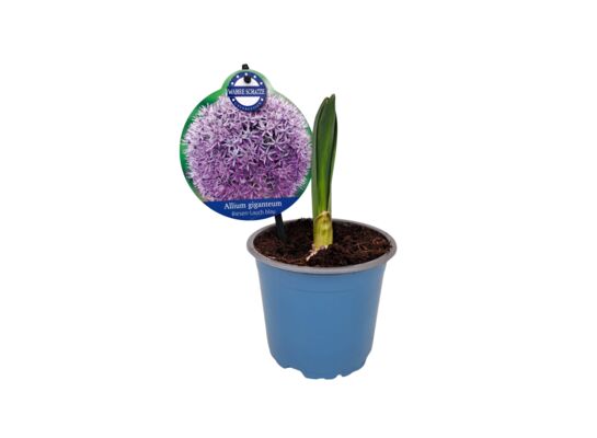 Czosnek ozdobny 20 cm doniczka 12 cm