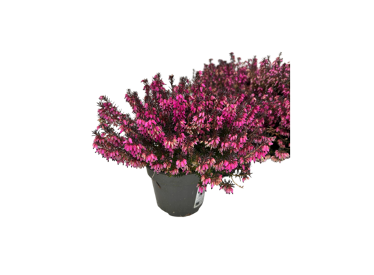 Erica carnea Winter Ladies 15 cm doniczka 11 cm mix