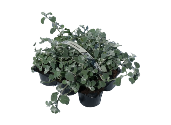 Kocanka 6-pak doniczka 9 cm