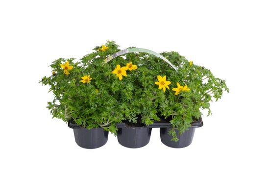 Bidens 6-pak doniczka 9 cm