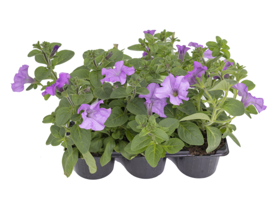 Calibrachoa 6-pak doniczka 9 cm mix