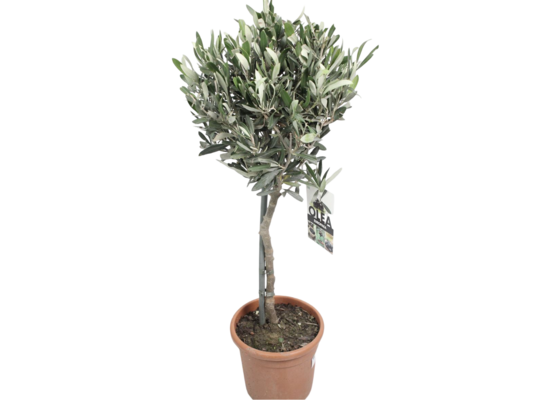 Drzewko oliwne 80 cm doniczka 18 cm