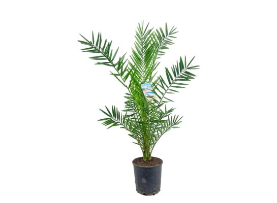 Daktylowiec Phoenix 140 cm doniczka 20 cm