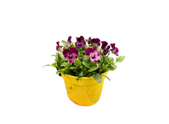 Fiołek rogaty 10 cm doniczka 15 cm wielokolorowy