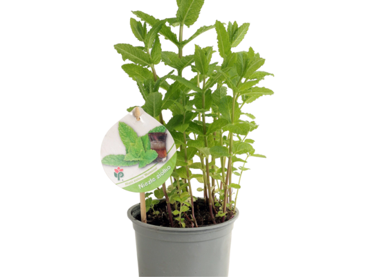 Zioła Bio mix don. P12 wys. 15-20 cm