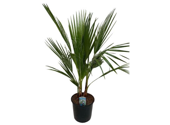 Palma Washingtonia 80 cm doniczka 20  cm