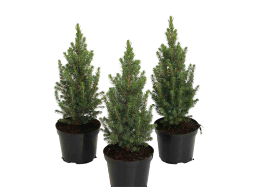 Świerk glauca Conica wys. 20-30 cm don. 2 l