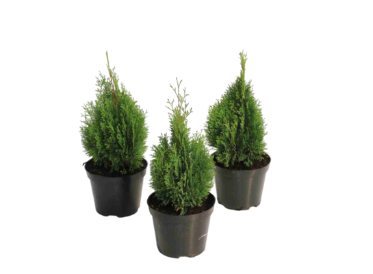 Żywotnik zachodni Micky C2 15-20 cm doniczka 17 cm