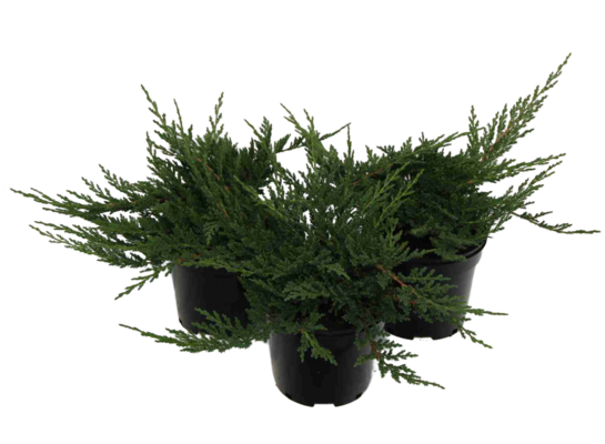 Jałowiec płożący Prince of Wales 10 cm doniczka 17 cm