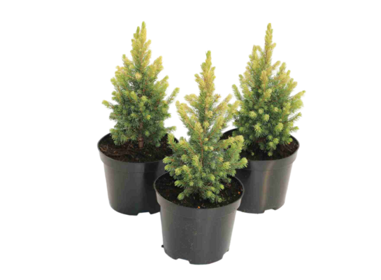 Świerk glauca Rainbow's End 15-20 cm doniczka 17 cm