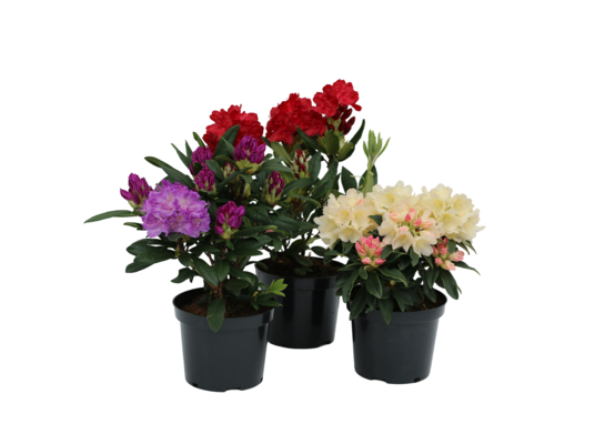 Różanecznik 40-60 cm doniczka 20 cm mix