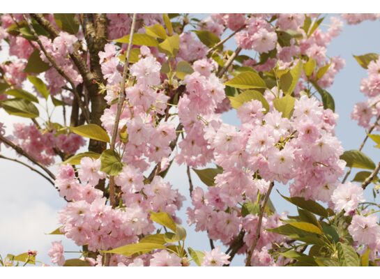 Wiśnia japońska 80-100 cm doniczka 28 cm mix