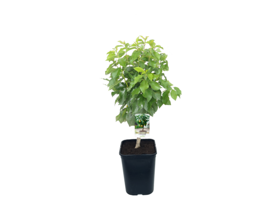 Grusza karłowa wys. 80 cm don. 20 cm