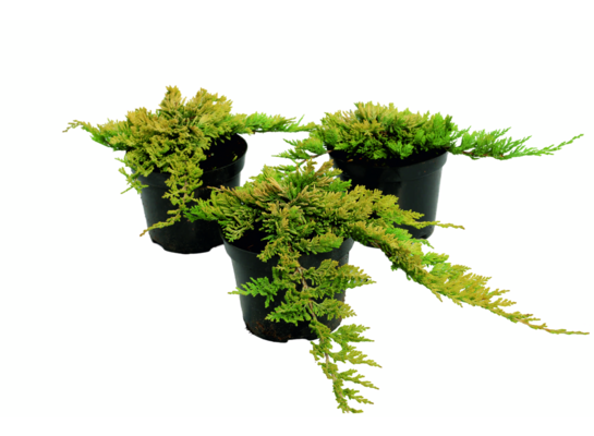 Jałowiec płożący Golden Carpet 10 cm doniczka 17 cm