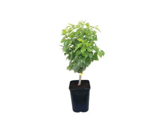 Morela karłowa wys. 80 cm don. 20 cm