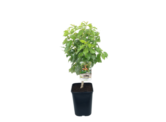 Jabłoń karłowa wys. 80 cm don. 20 cm