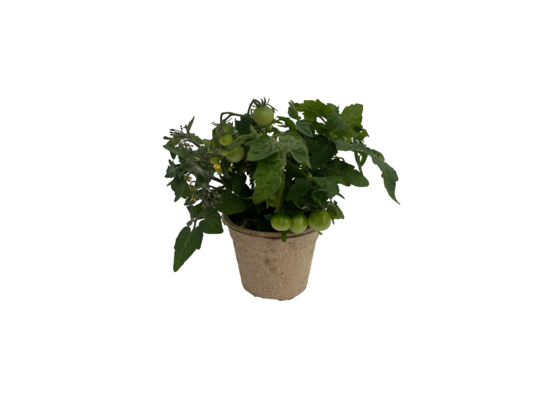 Pomidor koktajlowy karłowy w doniczce EKO , don. 12 cm wys. 25 cm