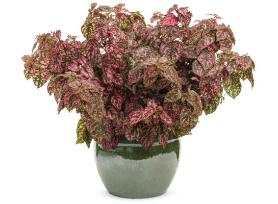 Niedośpian 20 cm doniczka 10 cm mix