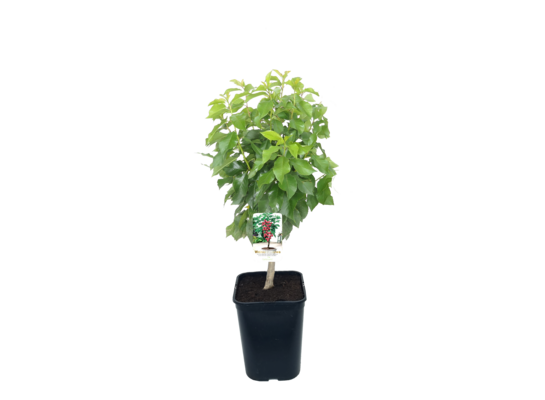 Wiśnia karłowa wys. 80 cm don. 20 cm