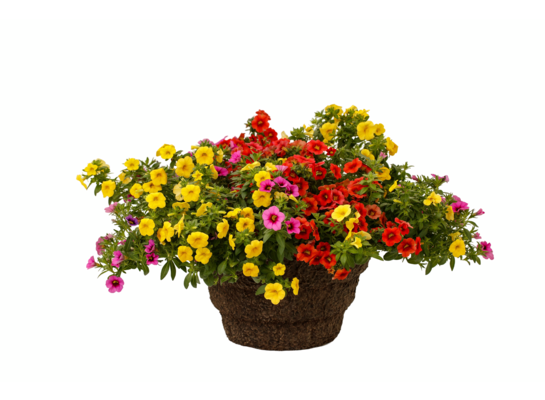 Calibrachoa trio doniczka don. 12 cm wys. 25 cm