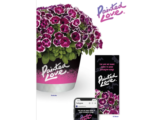 Petunia Painted Love wys. 25 cm doniczka 12 cm