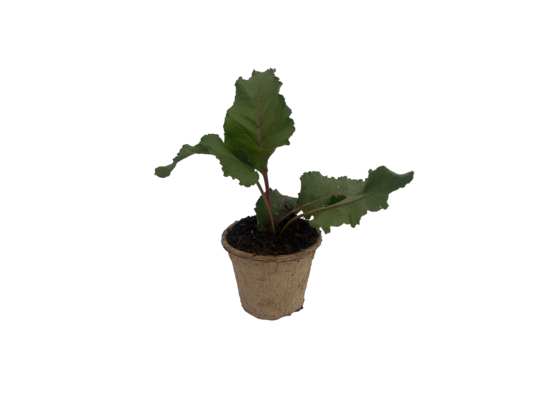 Rabarbar malinowy w doniczce EKO don. 10,5 cm wys. 15 cm
