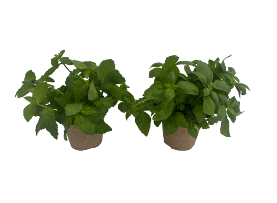 Zioła ogrodowe w doniczce EKO 12 cm mix