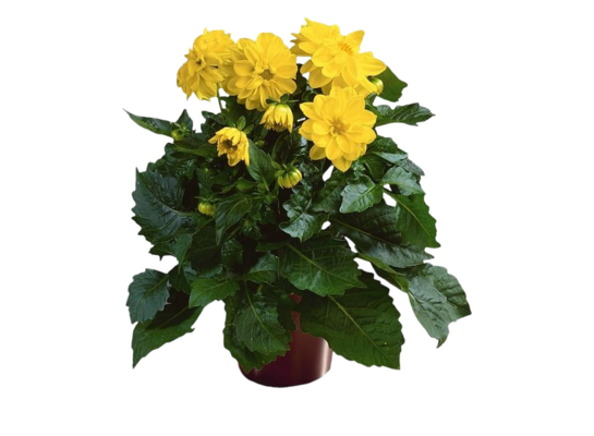 Dalia wys. 25 cm doniczka 12 cm mix