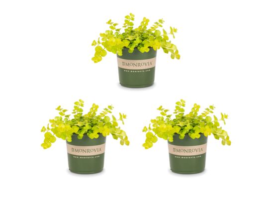 Tojeść rozesłana 20 cm doniczka 10,5 cm mix