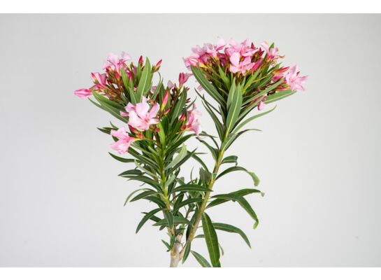 Oleander 50 cm doniczka 17 cm wys. 50 cm