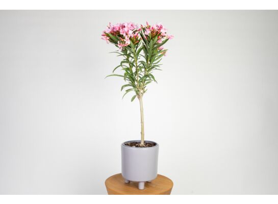 Oleander na pniu 70 cm doniczka 17 cm