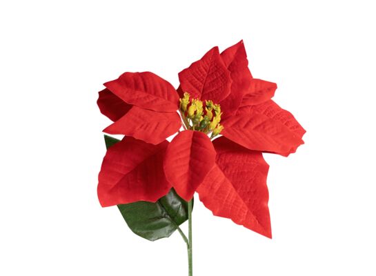 Poinsencja LUX 46 cm