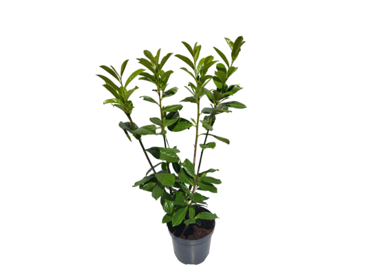 Laurowiśnia 100 cm doniczka 25 cm