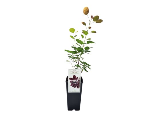 Perukowiec podolski Royal Purple wys. 35 cm C2