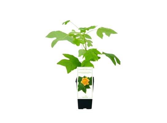 Tulipanowiec wys. 35 cm C2